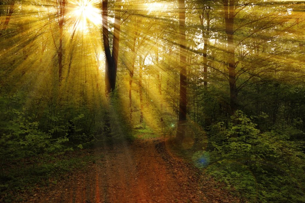 Forest-Like BG